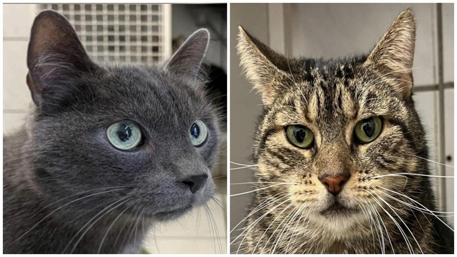 Tierheim-Bottrop-Wer-gibt-Mona-Lisa-und-Gismo-ein-neues-Zuhause-