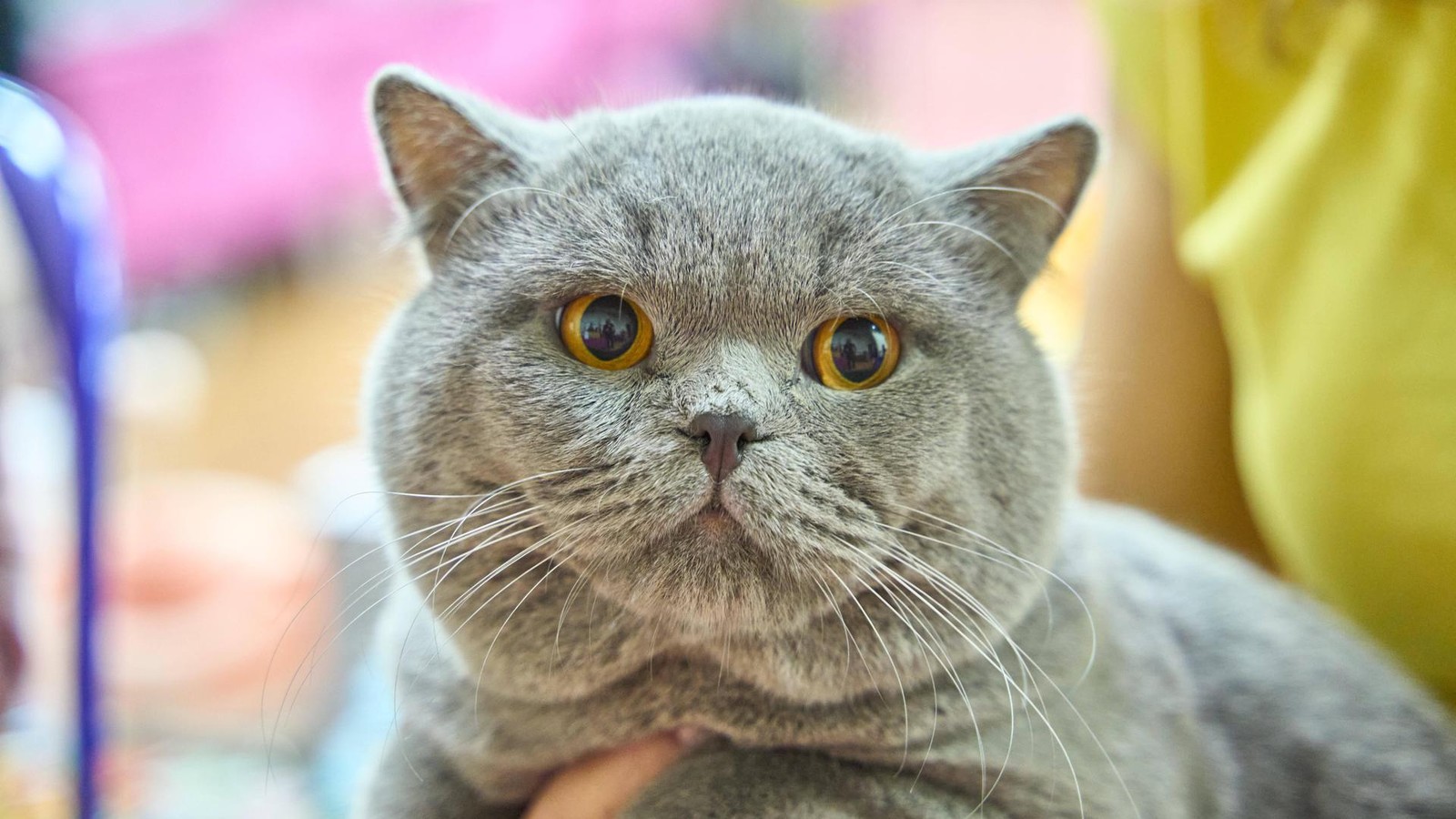 Ozempic-f-r-Katzen-Dieser-Wirkstoff-soll-bergewichtigen-Stubentigern-helfen