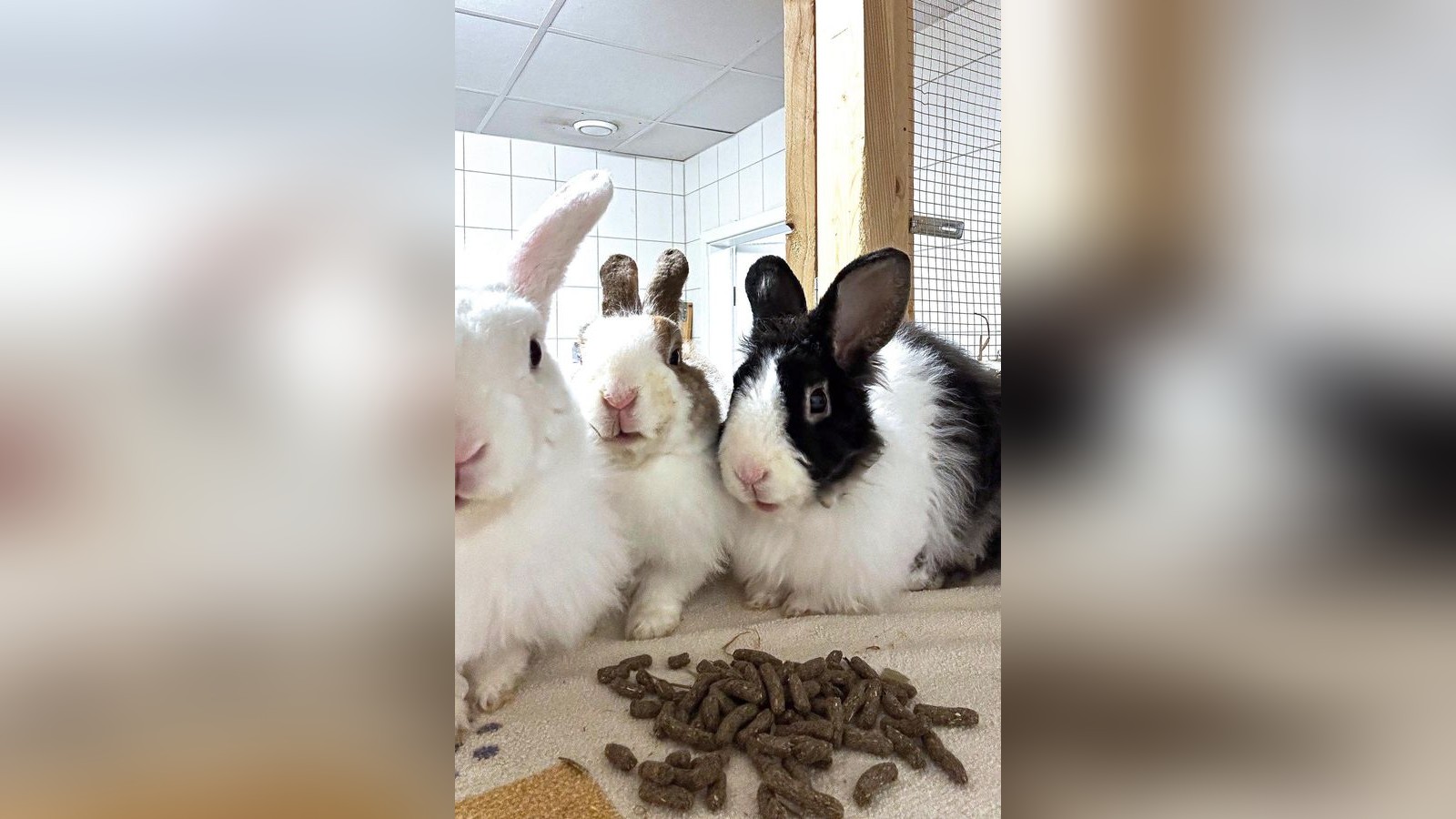 Salzgitter-Diese-drei-Herzensbrecher-auf-vier-Pfoten-suchen-ein-neues-Zuhause