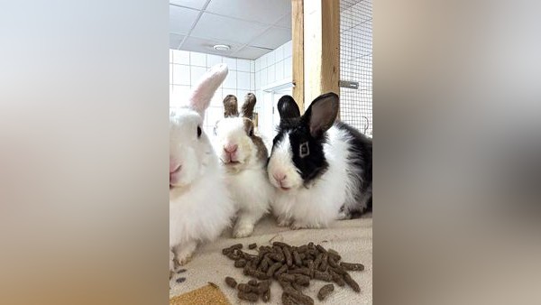 Salzgitter: Diese drei Herzensbrecher auf vier Pfoten suchen ein neues Zuhause