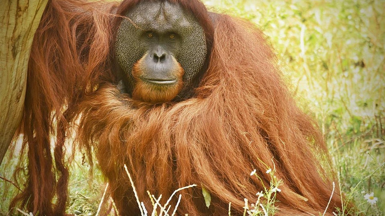 Seltenste-Orang-Utan-Art-nach-Flutkatastrophe-in-Indonesien-stark-bedroht