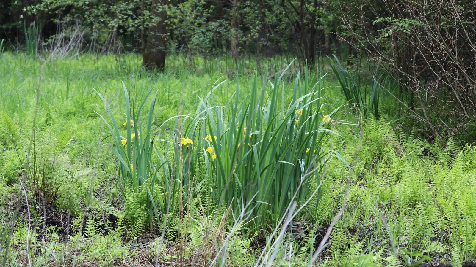 -Stille-Klimasch-tzer-So-macht-Berlin-ausgetrocknete-Moore-wieder-fit