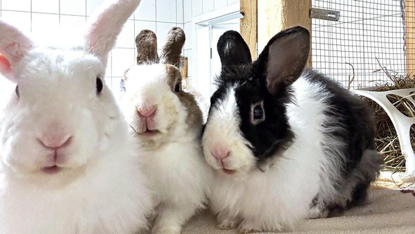 Tierheim Salzgitter: Schnick, Schnack und Schnuck wollen nicht getrennt werden