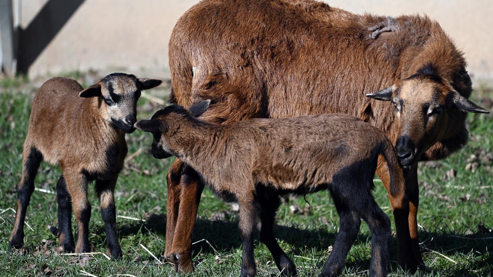 schafe-im-zimmer-wirrer-dieb-in-erfurter-ortsteil-unterwegs