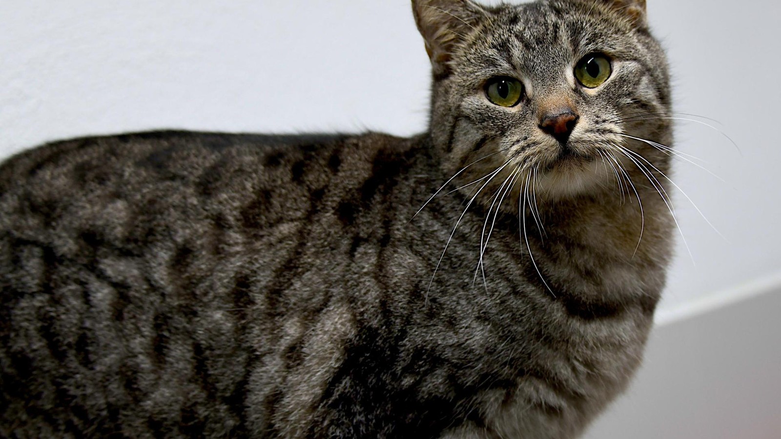 Kreis-Gotha-Zwei-Miezekatzen-suchen-ihre-Familien