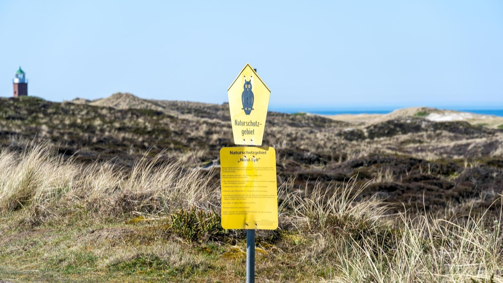 Gef-hrliche-Invasion-auf-Sylt-Insel-k-mpft-gegen-die-Kartoffelrose