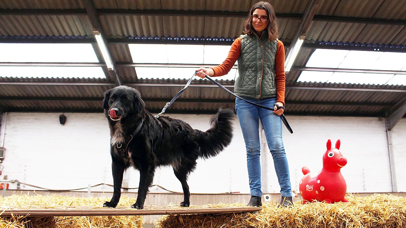 Lebensfreude-auf-drei-Beinen-Familie-adoptiert-Stra-enhund-Carlo-trotz-Handicap