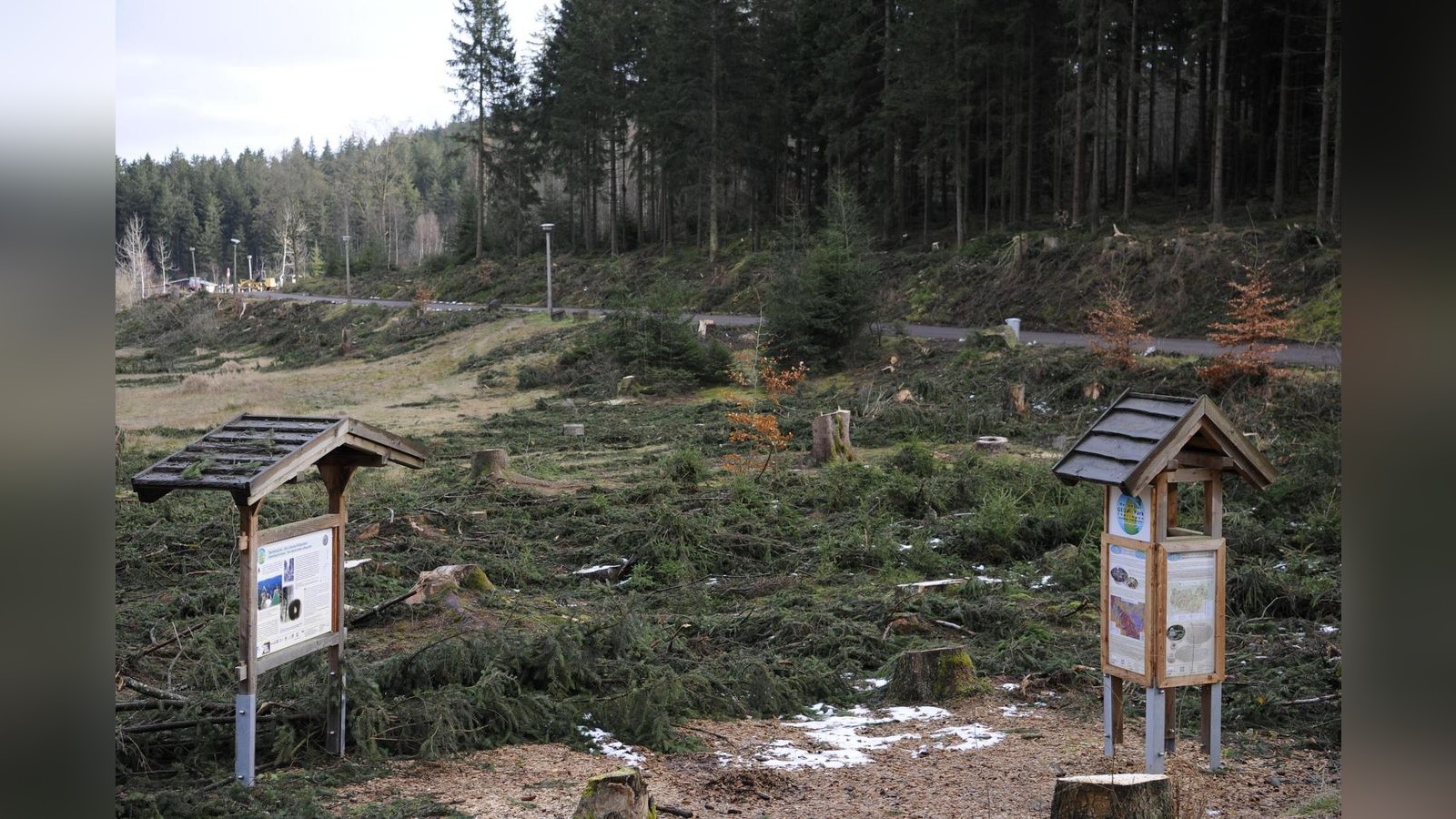 Baumf-llungen-an-L-tschetalsperre-verwundern-und-haben-doch-einen-Grund