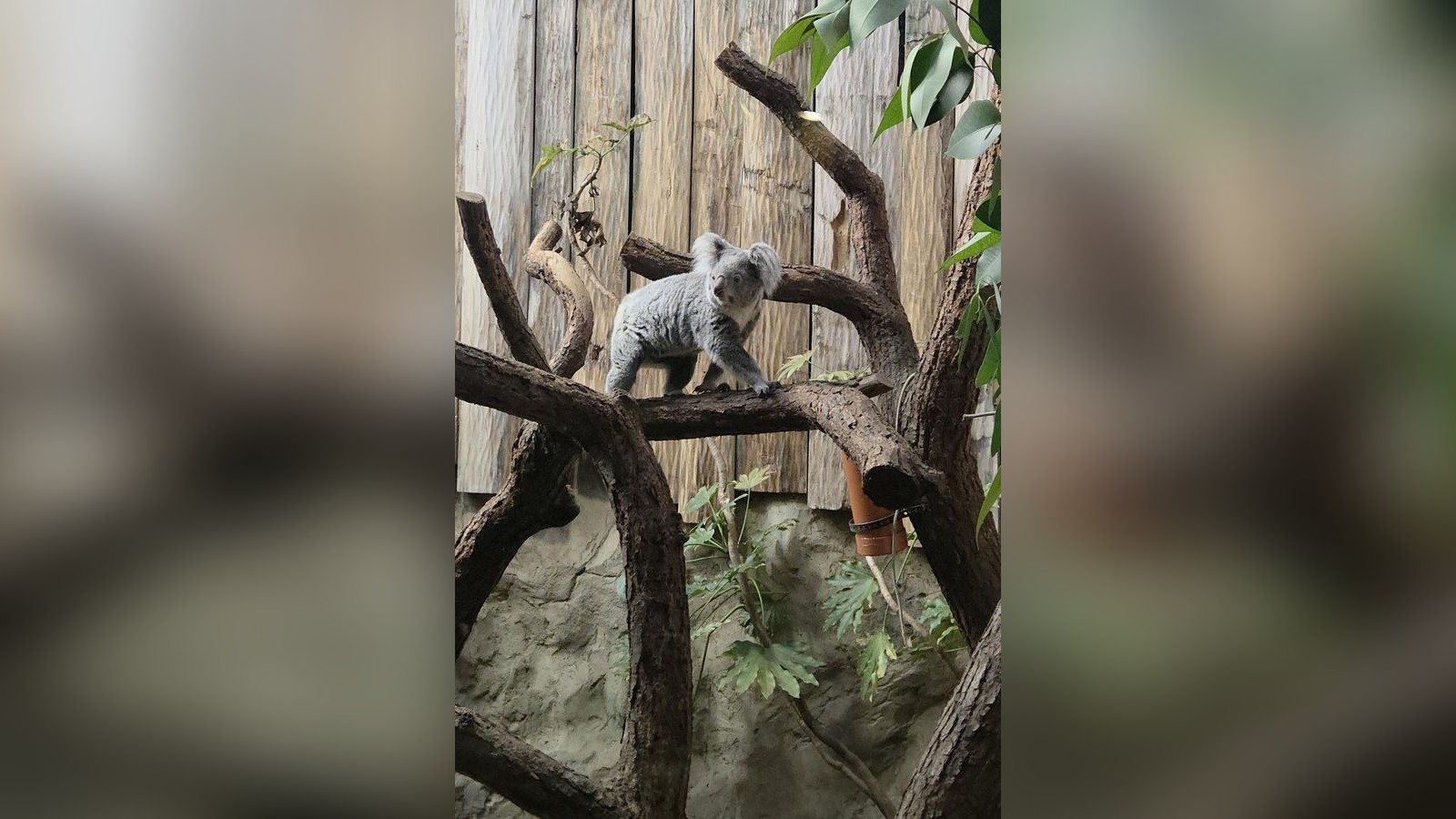 Nach-sehr-dunklen-Zeiten-Zoo-Duisburg-hat-jetzt-einen-neuen-Koala