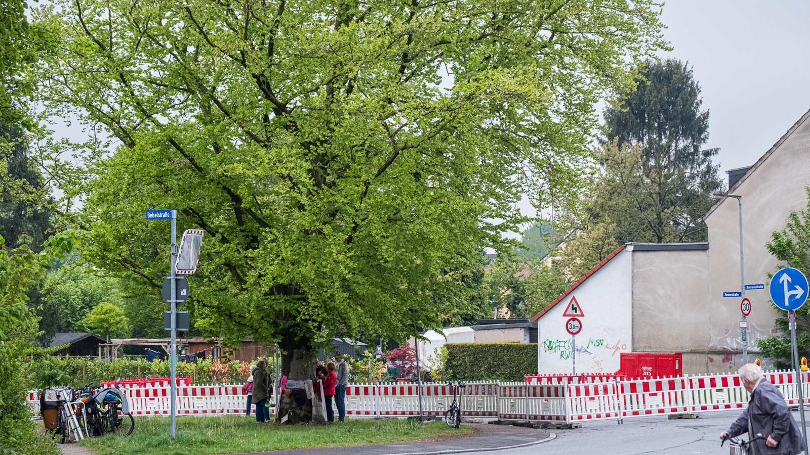 Das-Schicksal-der-Alstadener-Buche-ist-offenbar-besiegelt-Die-F-llung-kommt
