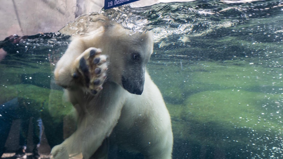 Eisbär im Zoo Hagenbeck in Hamburg