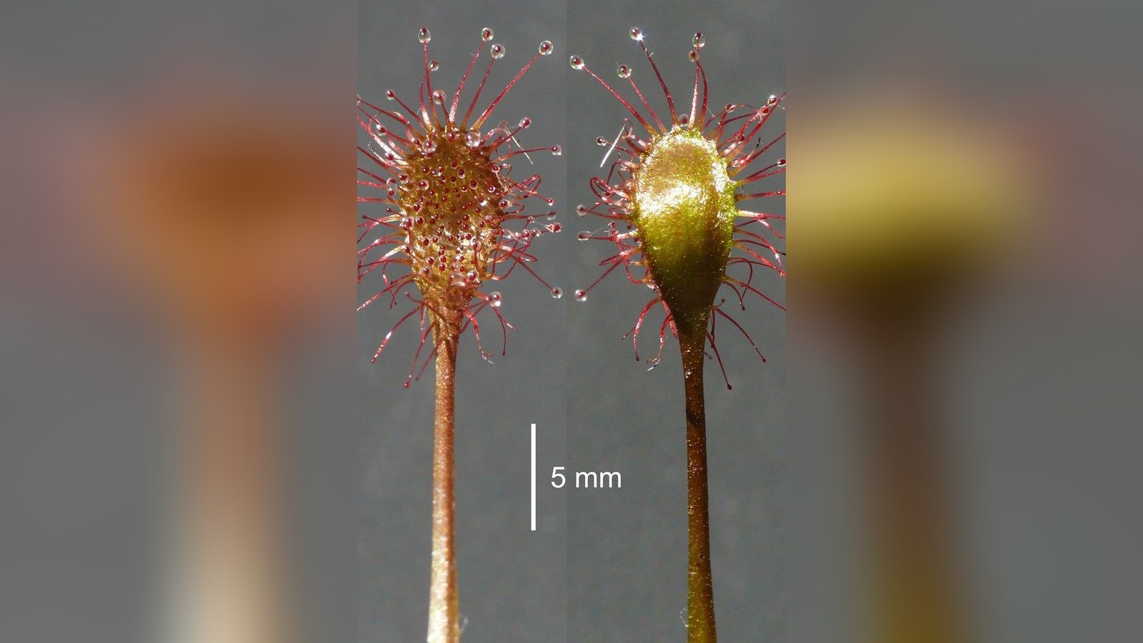 Bayern-Neue-fleischfressende-Pflanze-entdeckt-ihr-Ursprung-berrascht