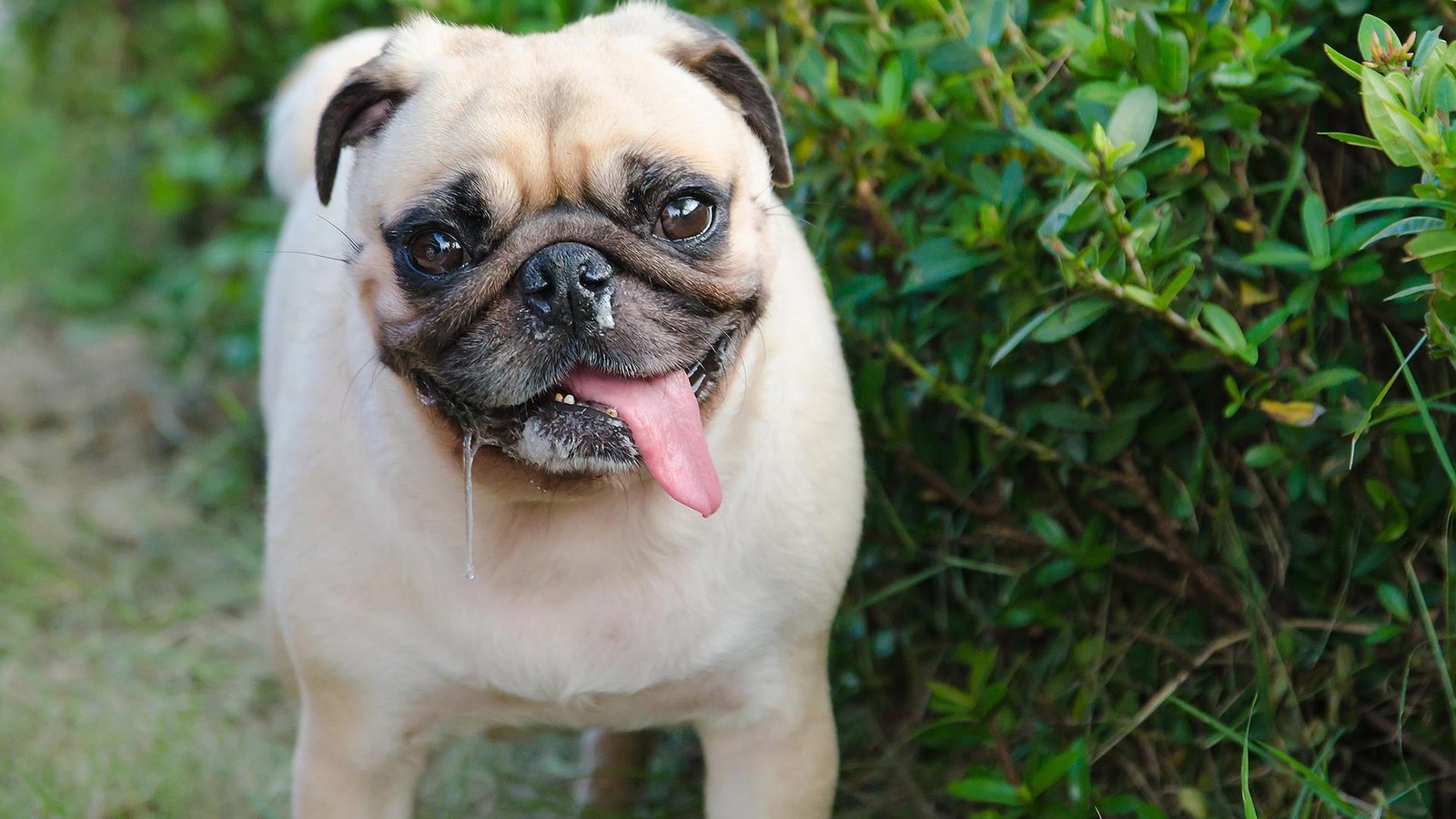 Hundesabber-als-Gl-cksbringer-Neue-Studie-mit-berraschendem-Ergebnis