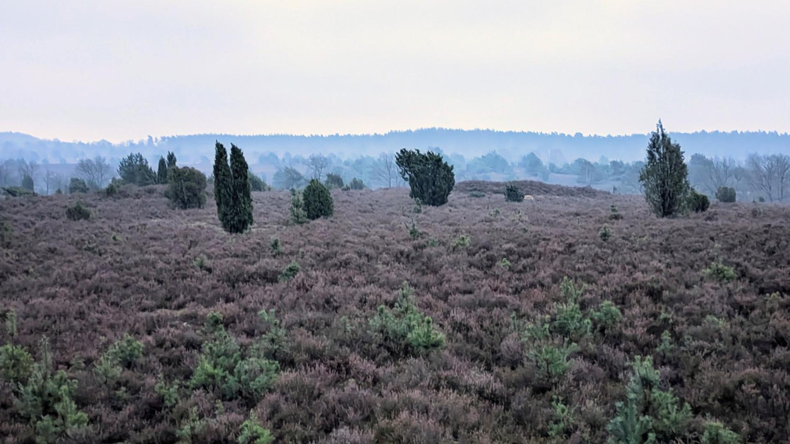 Schneller-Heide-Spaziergang-Hier-entkommen-Sie-dem-Weihnachtstrubel