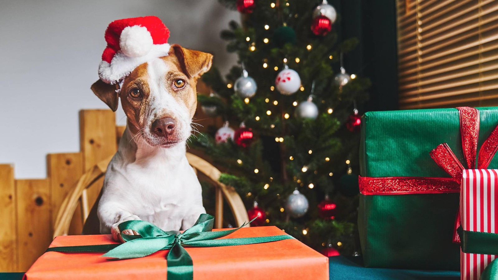 Rekordnachfrage-bei-der-Tiertafel-So-k-nnen-M-lheimerinnen-und-M-lheimer-helfen