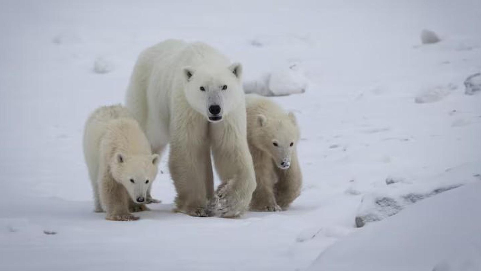 Au-ergew-hnliche-Entdeckung-Eisb-rin-adoptiert-fremdes-Jungtier
