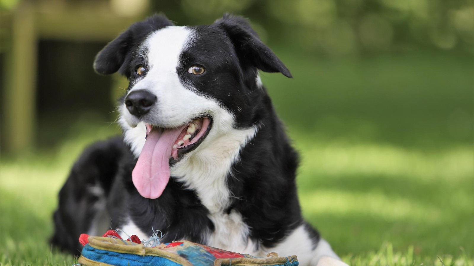 Jenaer-Studie-m-chte-Geheimnisse-des-Hunde-Ged-chtnisses-aufdecken-und-sucht-Teilnehmer