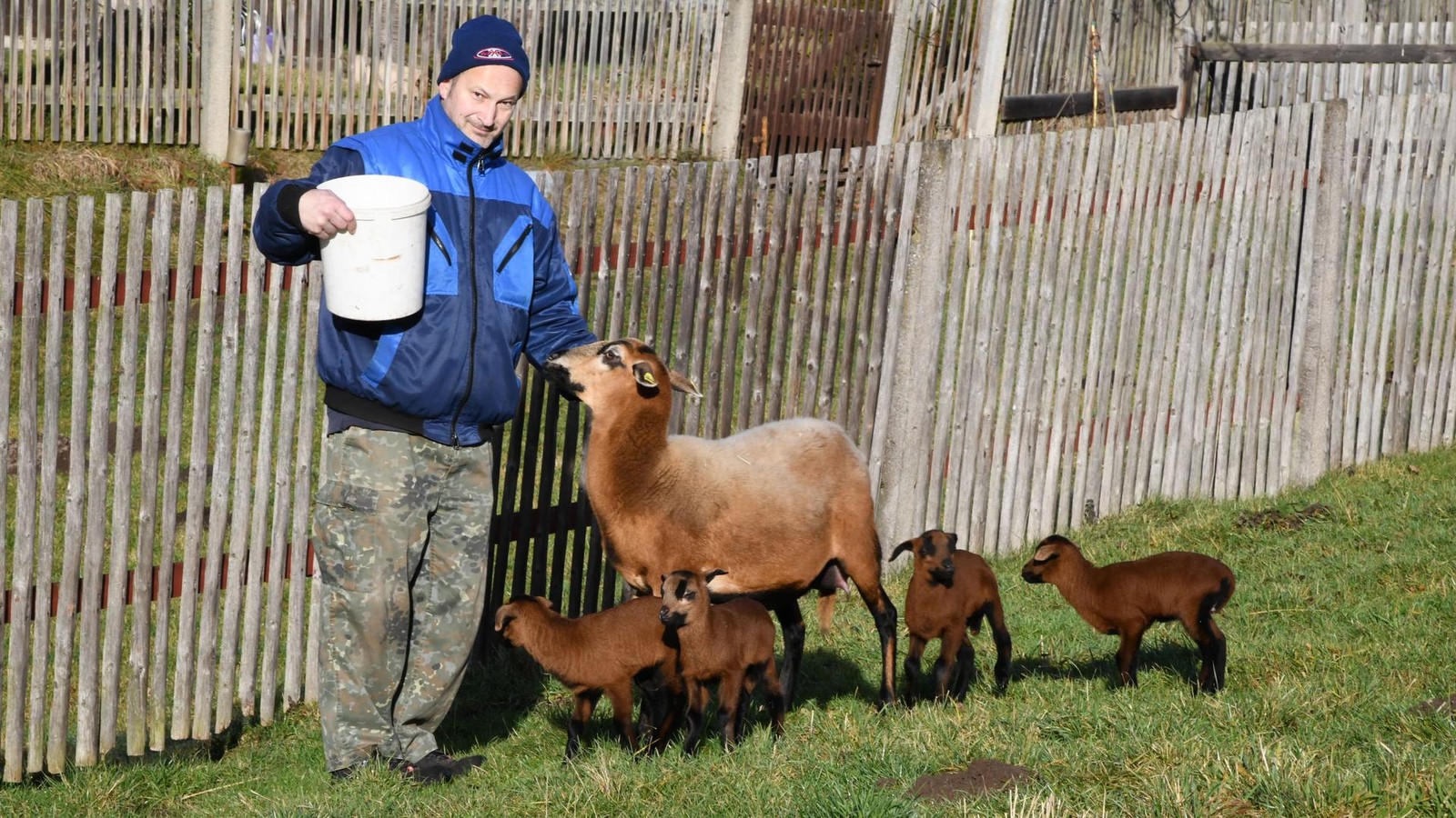 Gunar-Hochsteins-ganzer-Stolz-Vierlings-L-mmer-im-Saale-Holzland-geboren