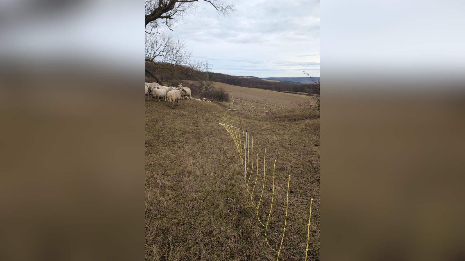 Hilfe-aus-der-Bev-lkerung-ben-tigt-Wiederholter-Vandalismus-an-Weidez-unen