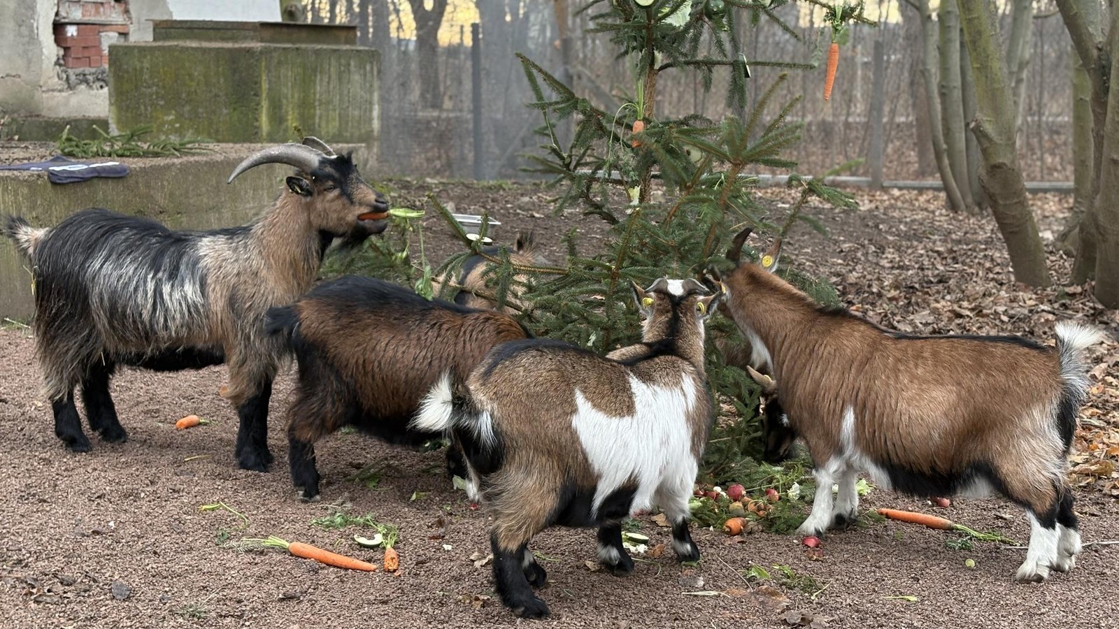 Ungew-hnliche-Bescherung-Weihnachtsmann-beschenkt-Ziegen-in-einem-Dorf-im-Ilm-Kreis