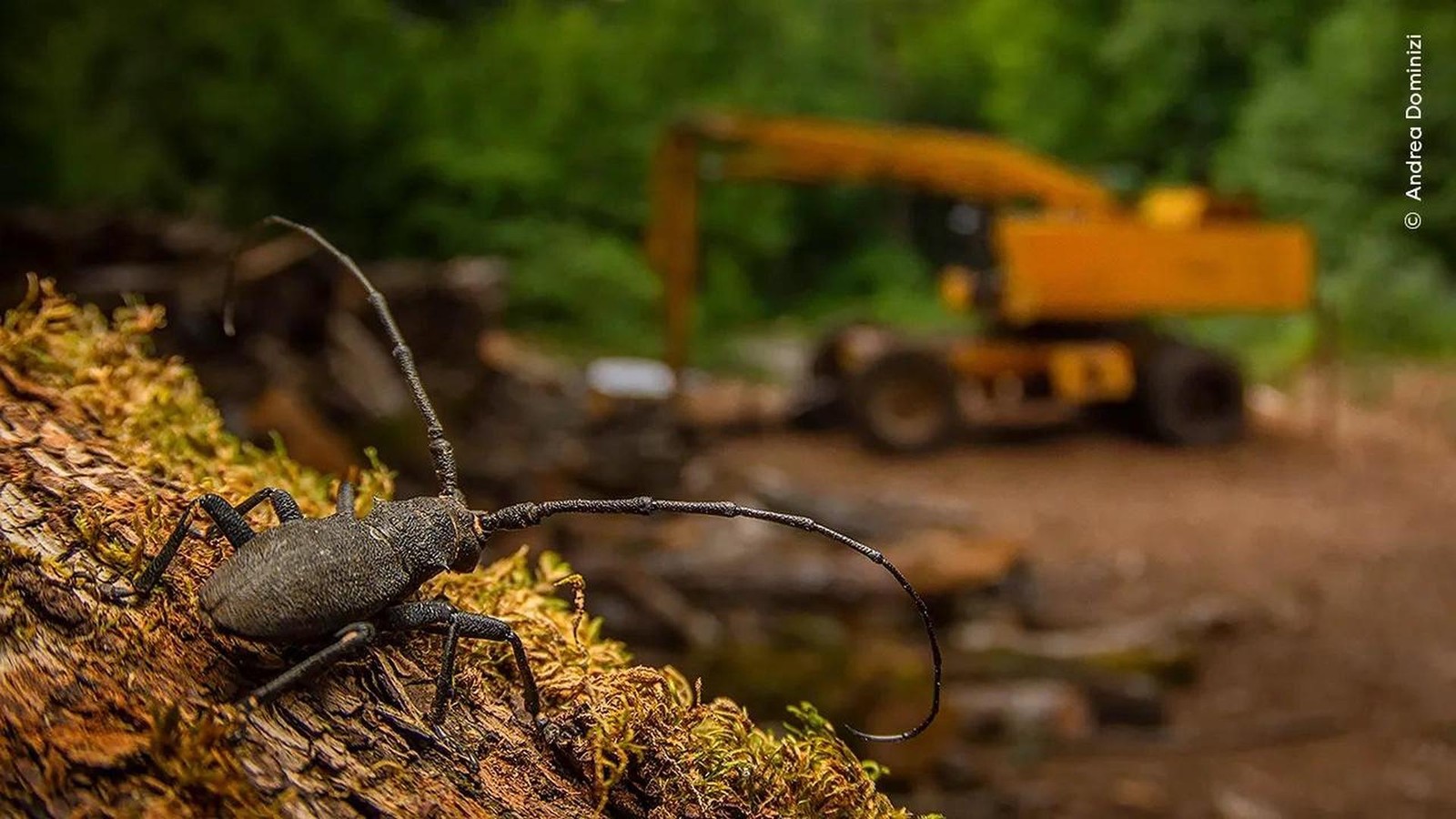 Im-Angesicht-des-Schneewolfs-Weltbeste-Naturfotos-in-Braunschweig-zu-sehen