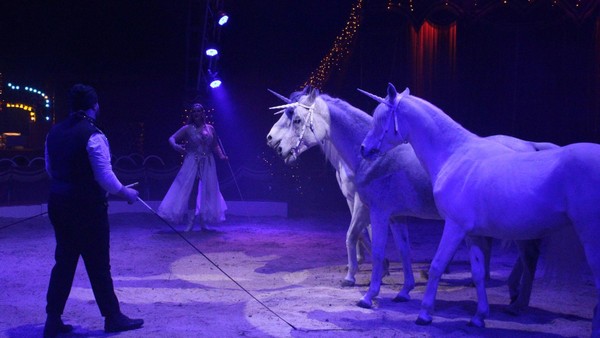 Es gibt sie doch! Einhörner in Gifhorn gesichtet