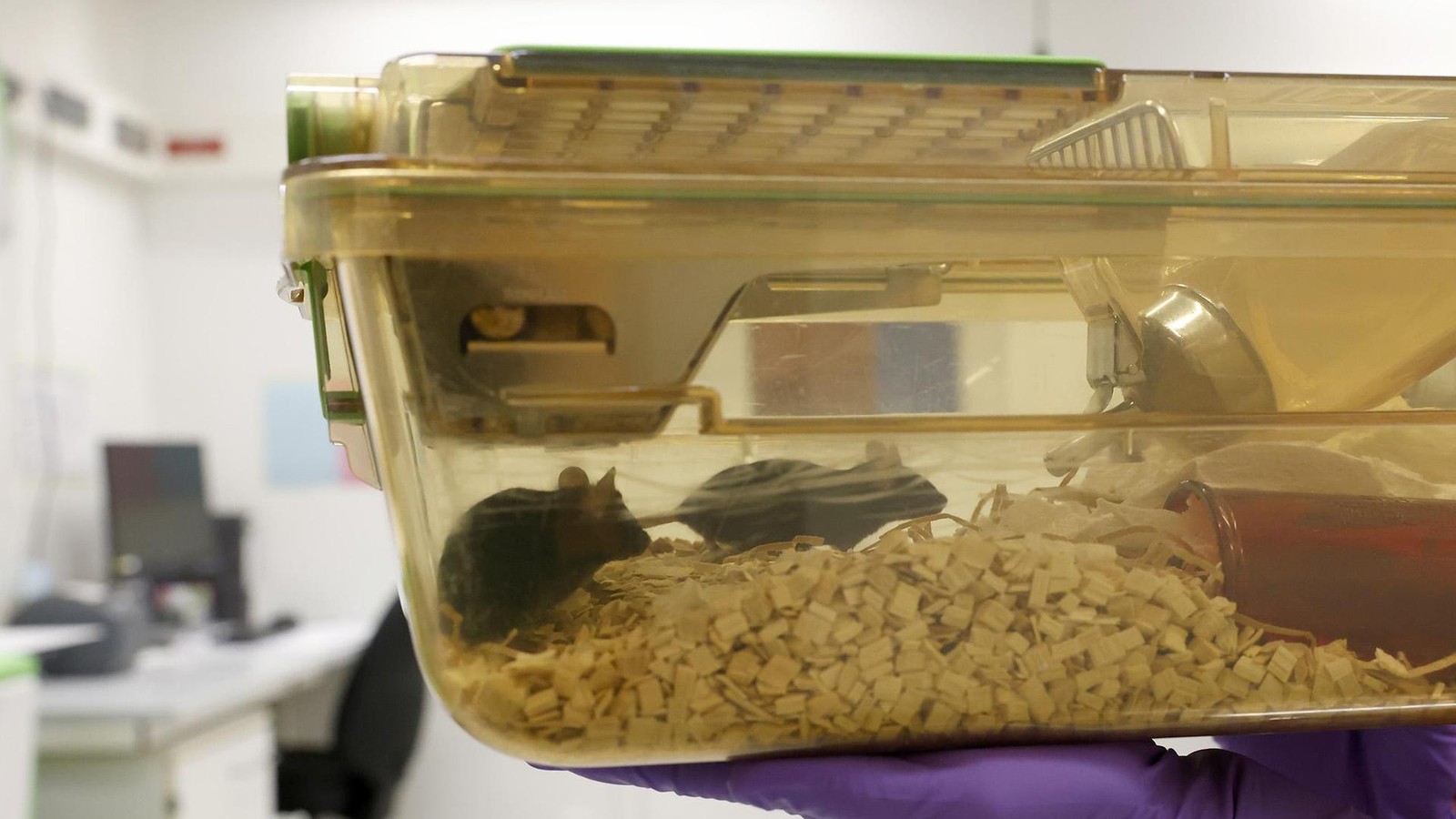 Tierversuche-in-Braunschweig-Ein-Blick-hinter-verschlossene-T-ren