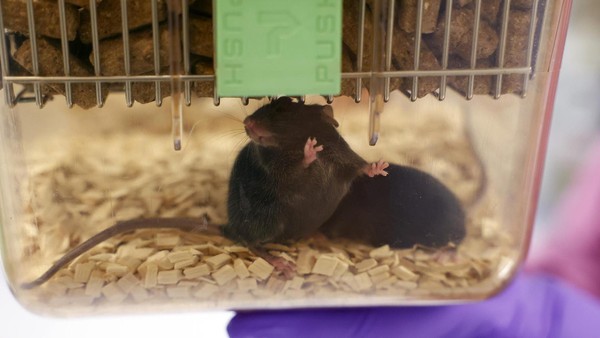 Tierversuche in Braunschweig: Wo Forschung und Verantwortung aufeinandertreffen