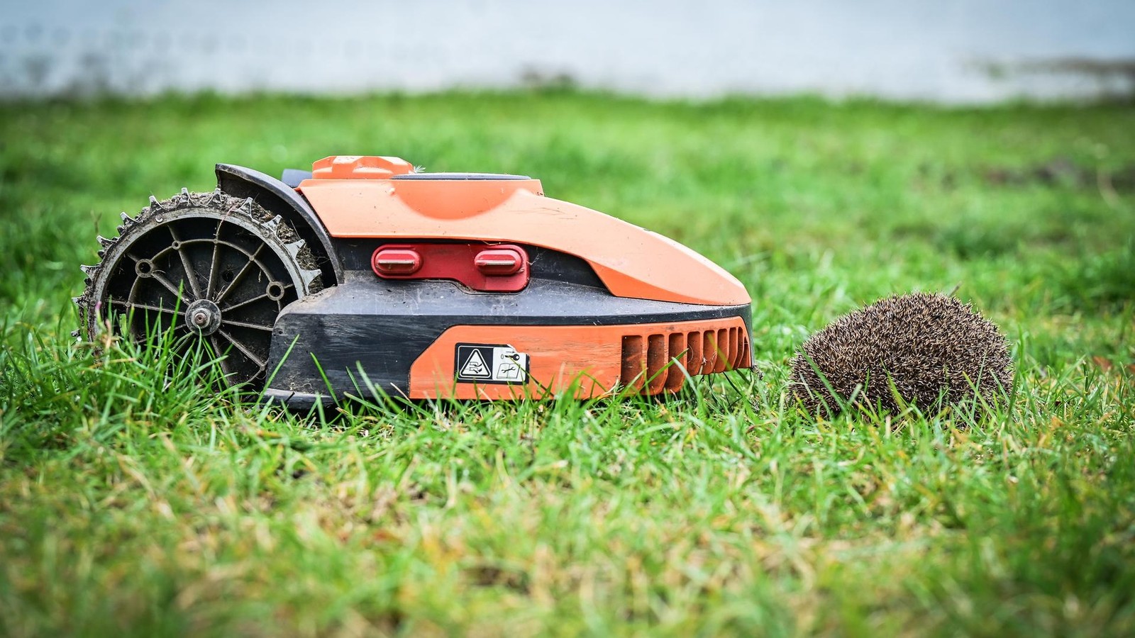 Diebe-klauen-M-hroboter-aus-Garten-im-Kyffh-userkreis