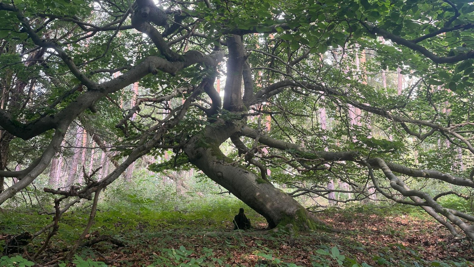 Saale-Holzland-Wanderer-macht-einen-verbl-ffenden-Fund-im-Wald