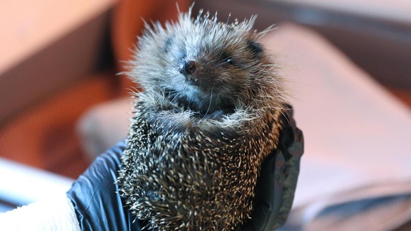 Igel, Salamander und Co. – Wolfsburgs tierischste Geschichten aus dem Jahr 2025