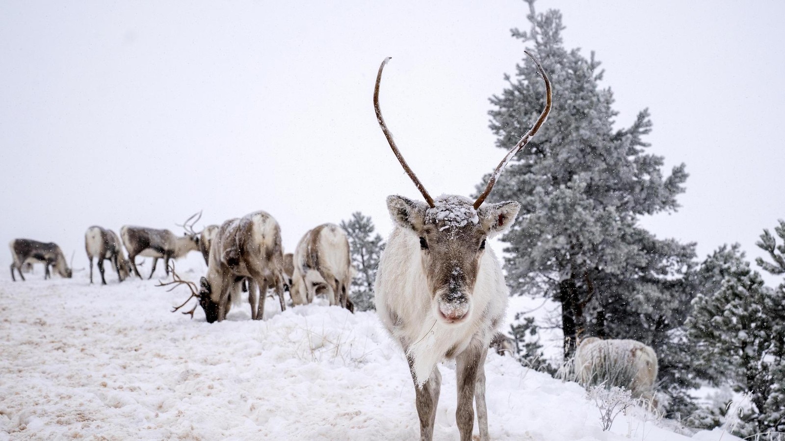 W-lfe-rei-en-Finnlands-Rentiere-steckt-Putins-Krieg-hinter-der-Fressorgie-