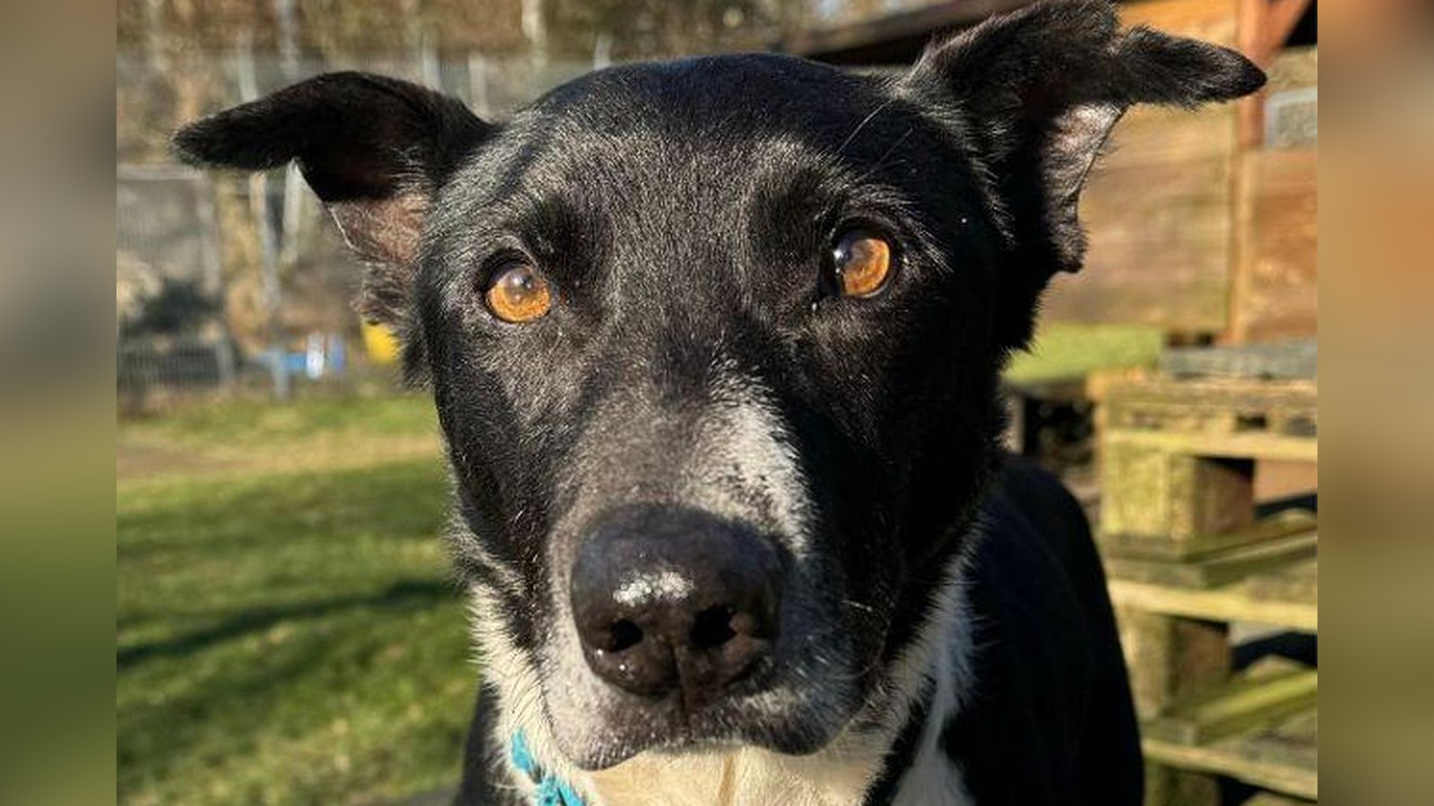 Tierheim-Velbert-Fast-sein-ganzes-Leben-musste-Hund-Luc-im-Zwinger-leiden