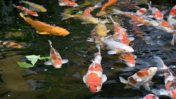 So geht es weiter mit dem Braunschweiger Fachgeschäft „das aquarium“