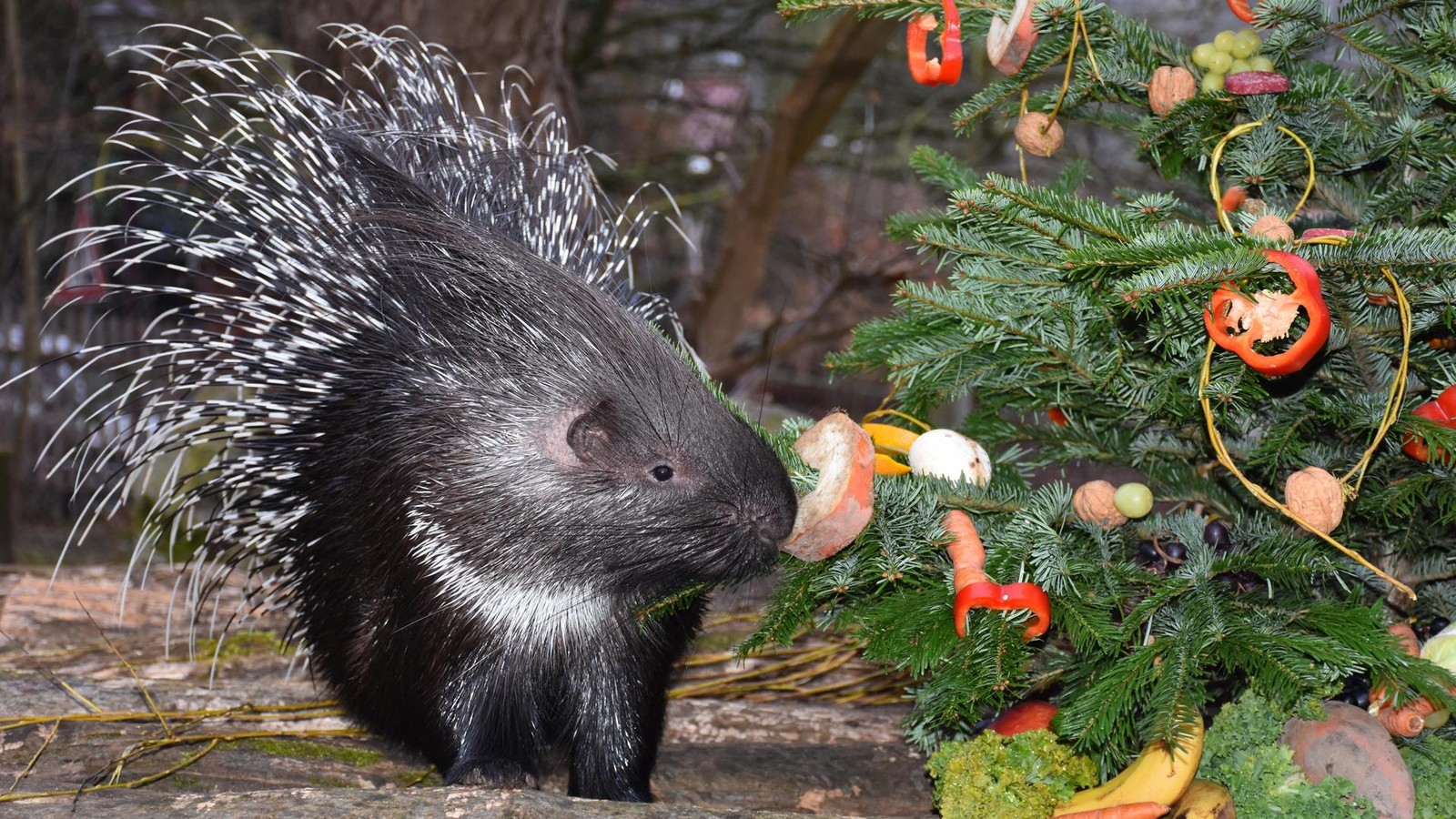 Tiergarten-Eisenberg-Deshalb-ist-bald-Schluss-mit-dem-Stachelschwein-Nachwuchs