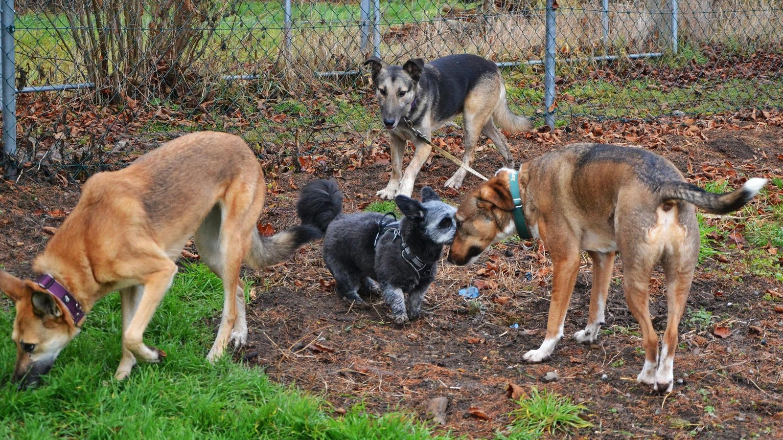 Weimarer-Land-1000-Quadratmeter-f-r-Hunde-die-das-Leben-neu-entdecken