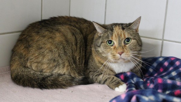 Tierheim Braunschweig: „Aggressive“ Katze ist eigentlich ganz lieb