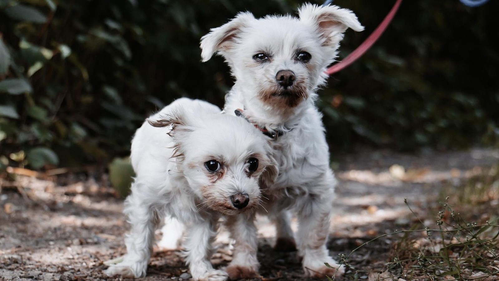 Tierheim-Bottrop-Wer-kann-diesem-Blick-widerstehen-H-ndinnen-suchen-Zuhause