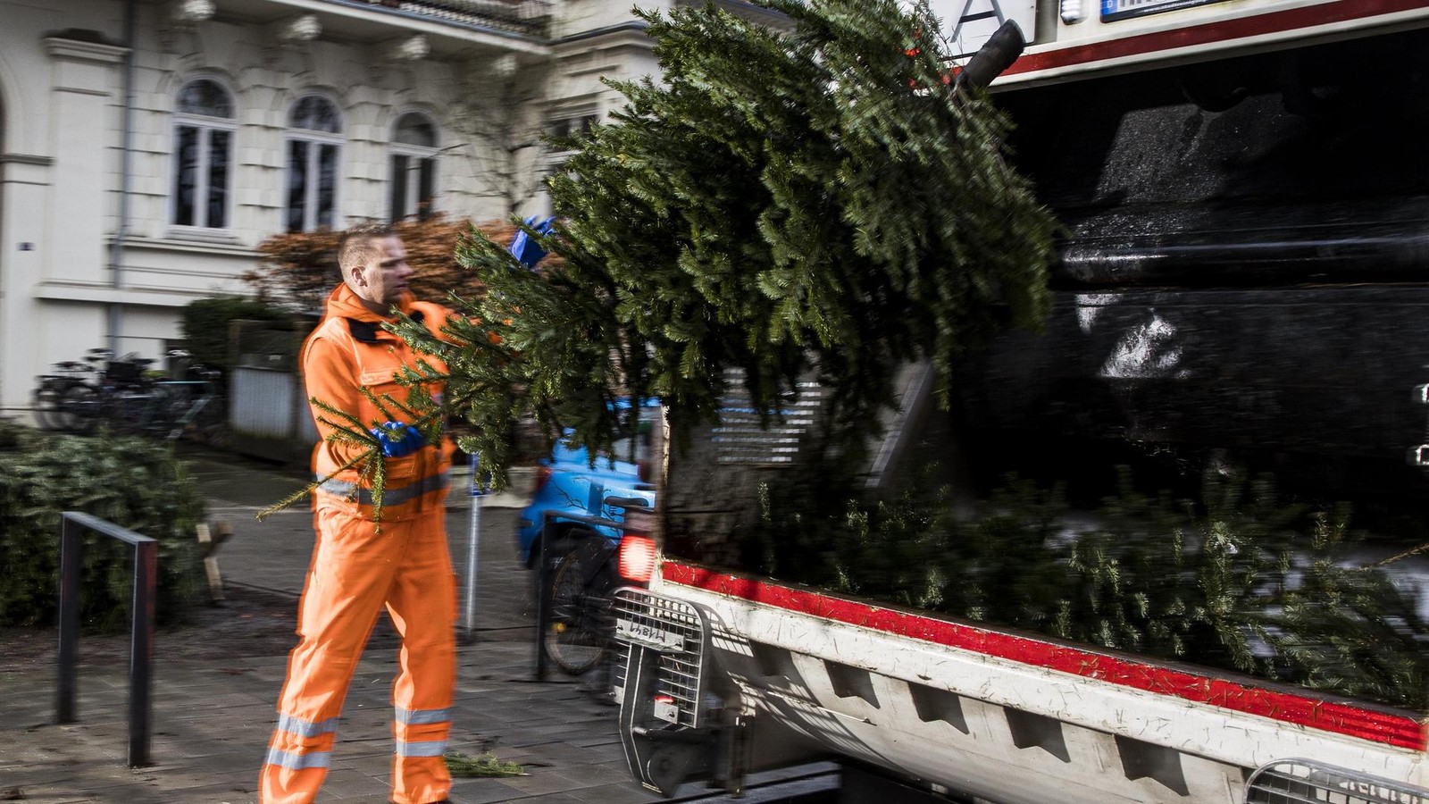 Raus-mit-dem-Baum-Stadtreinigung-startet-Abholung-der-Weihnachtstannen