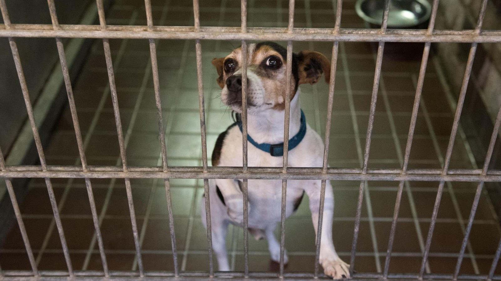 Tierheim-sendet-verzweifelten-Hilferuf-Unsere-Hunde-m-ssen-frieren-