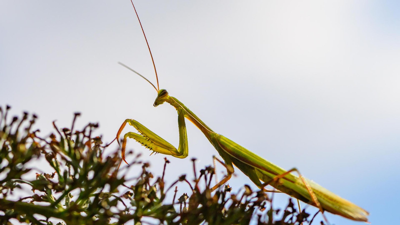 Gottesanbeterin-breitet-sich-in-Th-ringen-aus