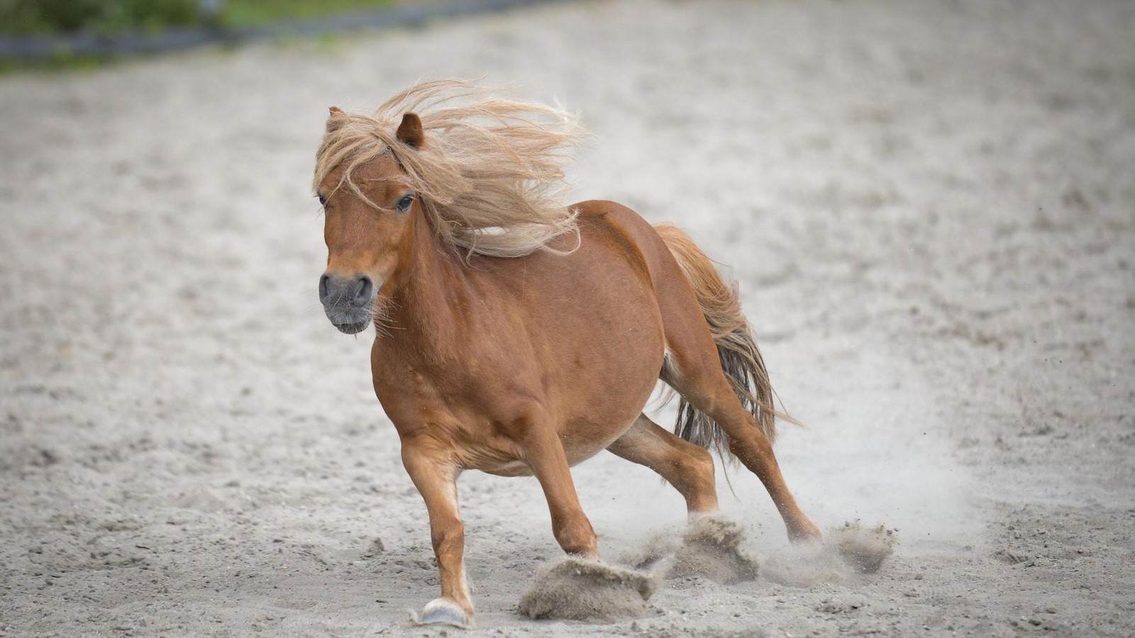 Drama-auf-Pferdehof-Zwei-Ponys-tot-vermutlich-durch-Vergiftung