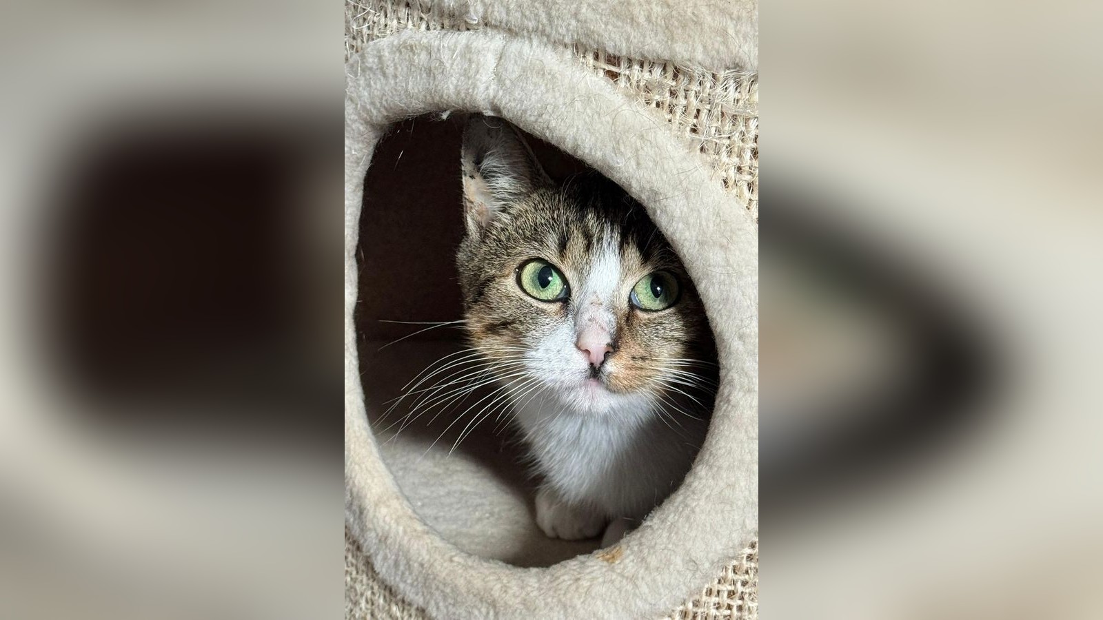 Neues-Jahr-neues-Zuhause-Finni-hofft-zum-Jahresstart-auf-ihre-Menschen