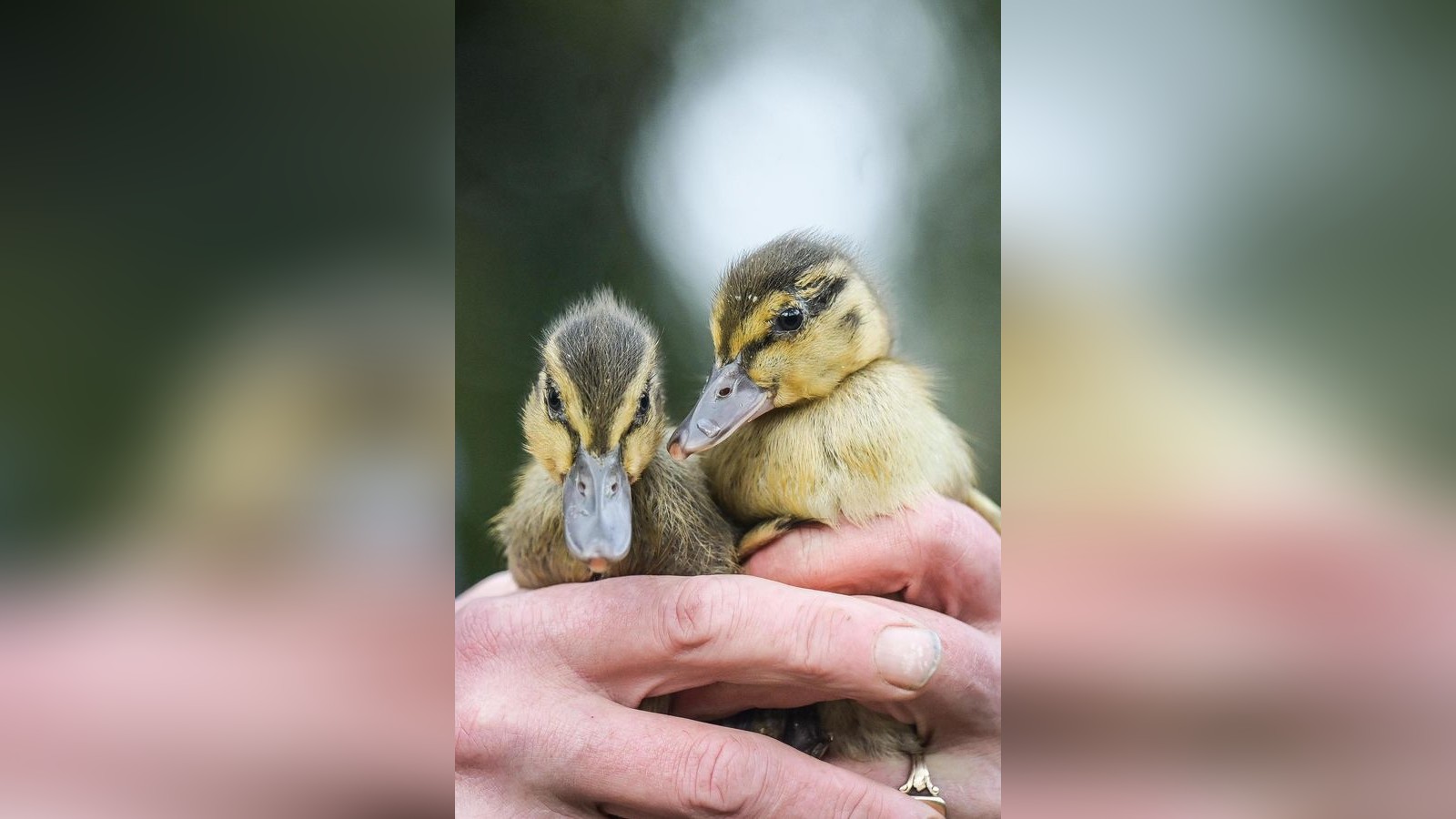 Entenf-ttern-f-hrt-zu-Polizei-Einsatz-in-Jena