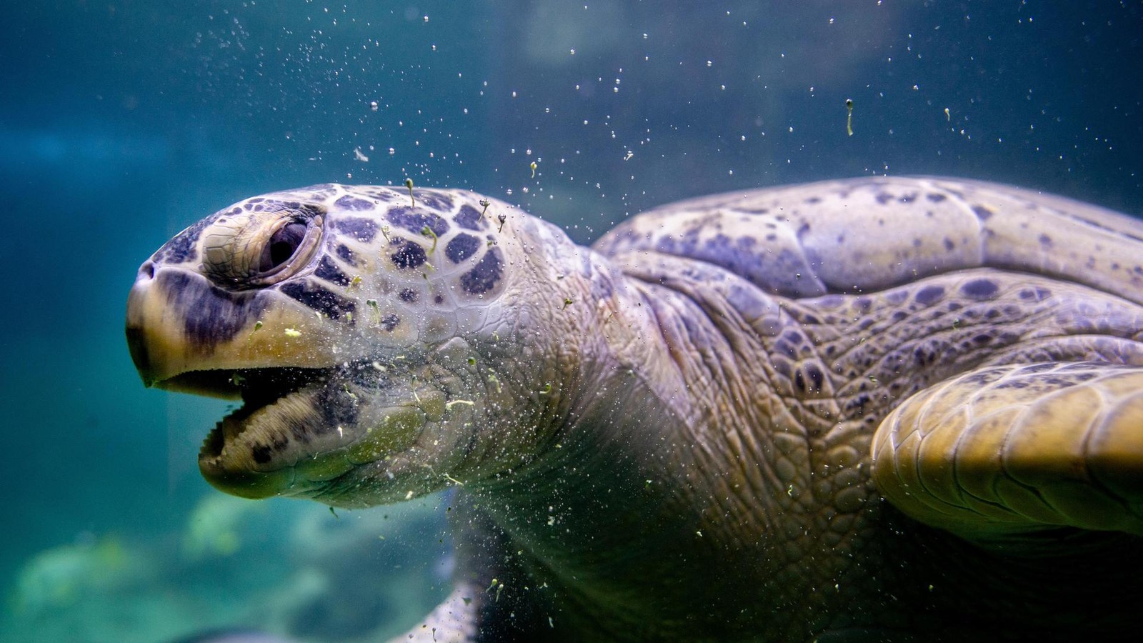 Tierische-Storys-aus-Niedersachsen-Vom-Herz-Schwein-bis-zum-Storchendrama
