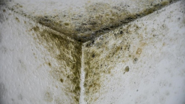 Wohnung voller Schimmel: Wolfenbütteler Familie kann nicht ausziehen