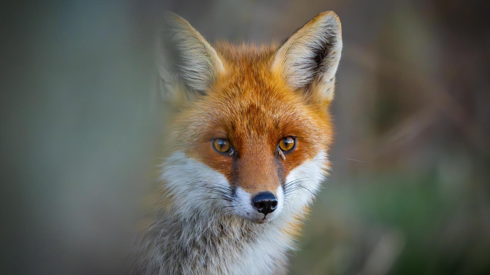 Einsatz-in-Northeim-Fuchs-bei-t-Kind-und-muss-get-tet-werden