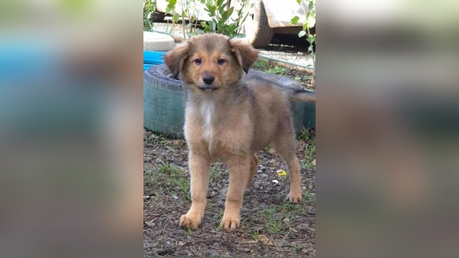 Als-Welpe-an-vielbefahrener-Stra-e-ausgesetzt-H-ndin-Susi-hat-berlebt