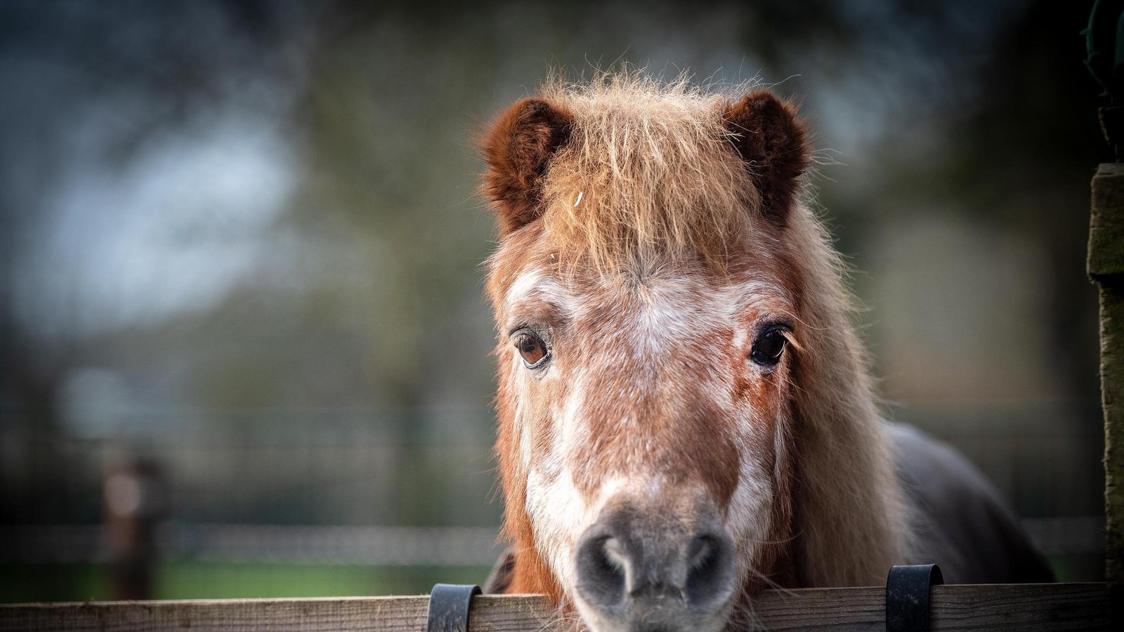 Nach-mutma-lichem-Gifttod-auf-Ponyhof-Tierrechtsorganisation-setzt-Belohnung-aus