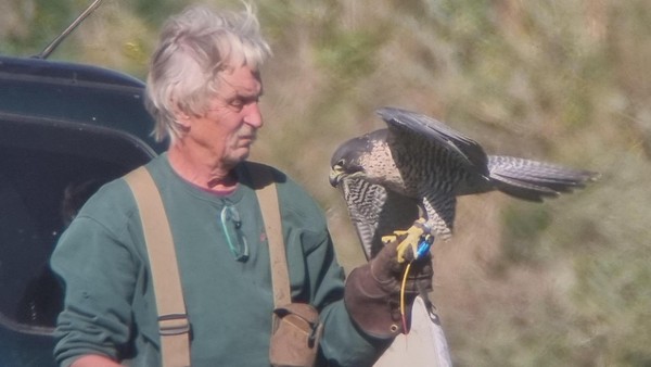 Erfolgreiche Rettungsaktion in Wolfsburg: Verletztes Tier wieder ausgewildert
